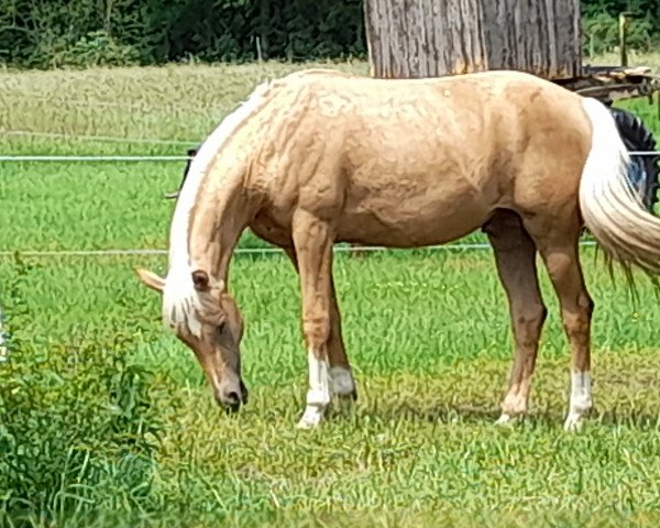 dressage horse V. Danone (Little German Riding Horse, 2019, from Danone 4)