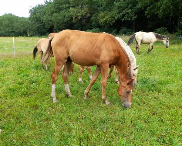 dressage horse Rhodonit Royal (Little German Riding Horse, 2020, from Rubin Royal OLD)