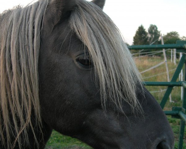 horse Jan v. Schedetal (German Classic Pony, 2004, from Jabolo)