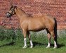 Zuchtstute Cenicienta vom Königsberg (Deutsches Reitpony, 2015, von FS Champion de Luxe)