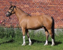 broodmare Cenicienta vom Königsberg (German Riding Pony, 2015, from FS Champion de Luxe)