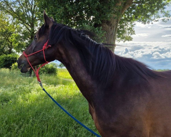 Dressurpferd Edelmond (Trakehner, 2017, von Sir Oliver)