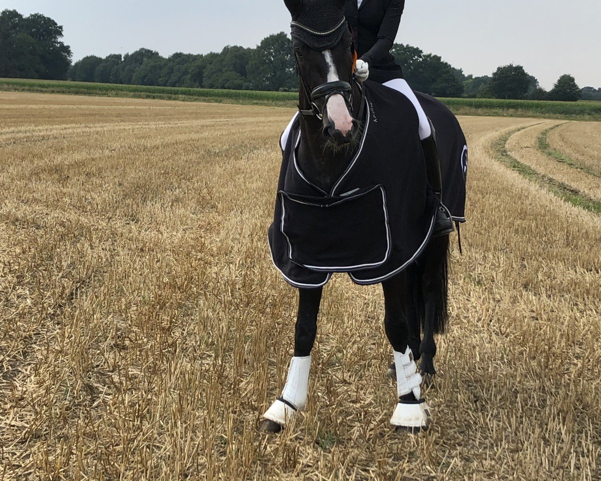 dressage horse Rubyelle RG (Westphalian, 2020, from Rotspon)