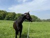 dressage horse Cascada 108 (Westphalian, 2013, from Chin Win)