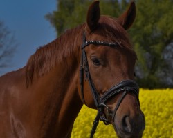 dressage horse D' Bacardi (Mecklenburg, 2018, from D'Olympic)