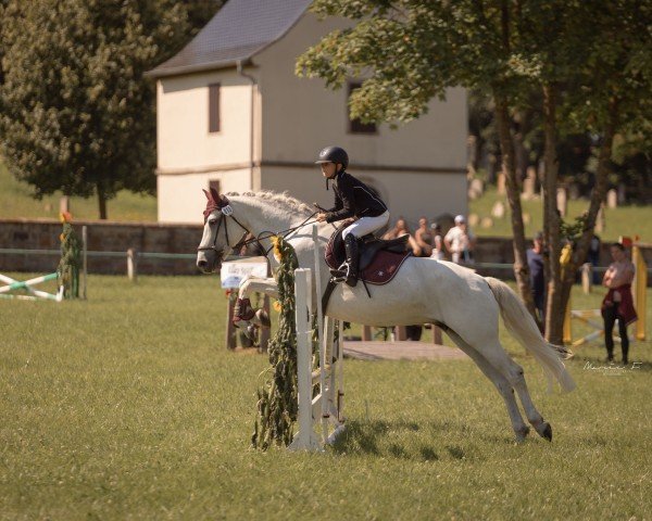 Springpferd Cluain Laragh Princess (Connemara-Pony, 2010)