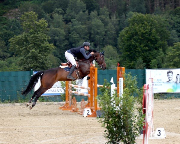 Springpferd Chactoga (Rheinländer, 2018, von Chacfly PS)