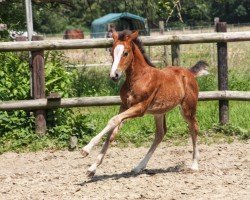 foal by KDMP Mai Tai (German Riding Pony, 2024, from Dallmayr K)