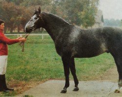 stallion Ajax (Noble Warmblood, 1980, from Alexander 2608)