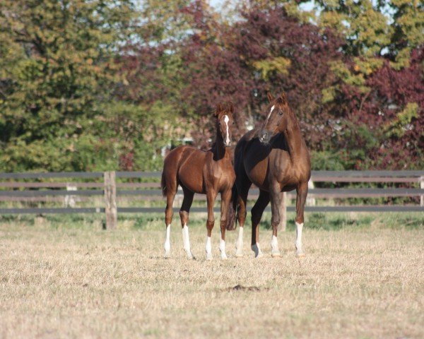 broodmare Finja 48 (Rhinelander, 2001, from Fidermark)