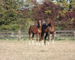 broodmare Finja 48 (Rhinelander, 2001, from Fidermark)