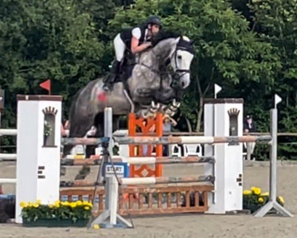 jumper Admiral 208 (Zangersheide riding horse, 2018, from Asca Z)