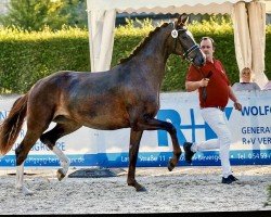 dressage horse Levana 49 (Westfale, 2016, from Livaldon)