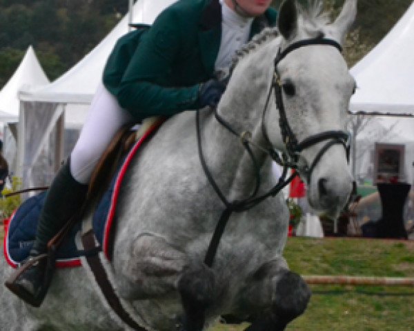 Springpferd Springhill Rebellious (Irish Sport Horse, 2009, von Creevagh Grey Rebel)