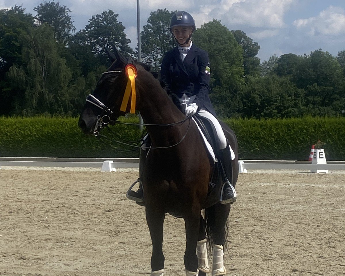 dressage horse Dark Duke (Hanoverian, 2012, from Duke Ellington)