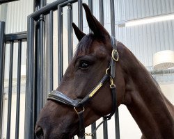 broodmare Bonne Amour (Oldenburg, 2013, from Bon Bravour)