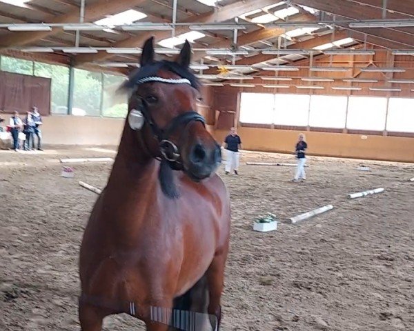 dressage horse Travenas Samira (Welsh-Cob (Sek. D), 2021, from Lord Luck 2)