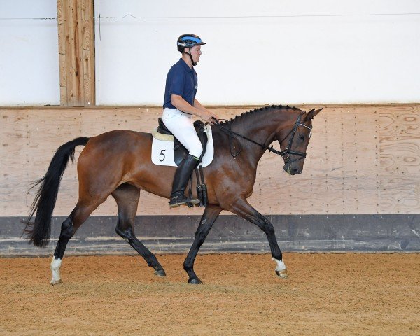 dressage horse Farina (German Sport Horse, 2015, from Don Diamond)