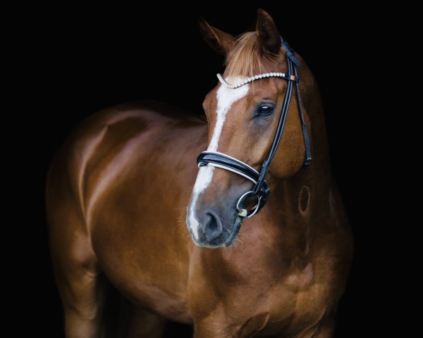 dressage horse Don Delfi S (German Sport Horse, 2020, from Don Deluxe)