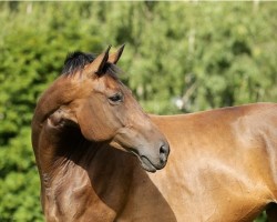 Pferd Kiara 117 (Trakehner, 2008, von Ursprung)