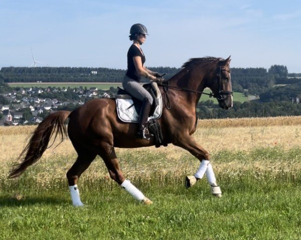 dressage horse Zafir 17 (German Sport Horse, 2019, from Birkhof's Zalando OLD)