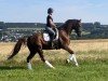 dressage horse Zafir 17 (German Sport Horse, 2019, from Birkhof's Zalando OLD)