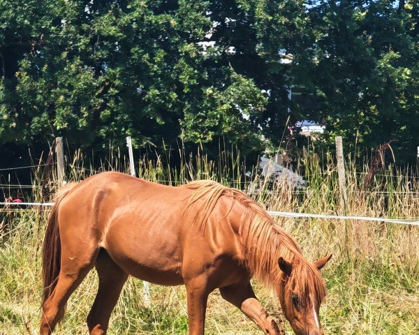 dressage horse Ginger F (German Riding Pony, 2023, from Gregor ' R v. Renneberg)