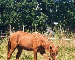 dressage horse Ginger F (German Riding Pony, 2023, from Gregor ' R v. Renneberg)