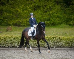 dressage horse Excalibur 138 (Westphalian, 2020, from Escamillo)