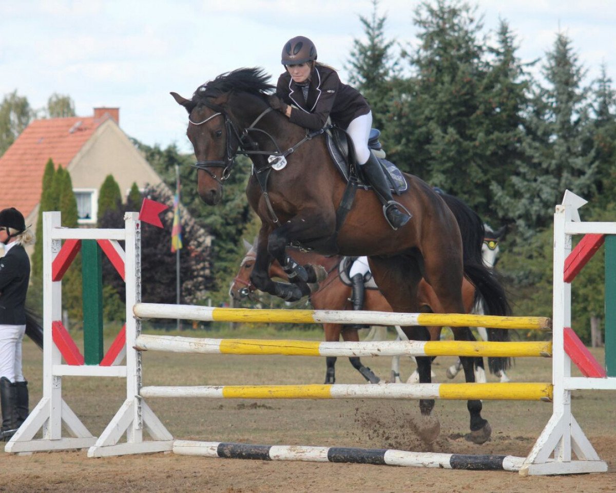 jumper L'Amando (German Sport Horse, 2010, from Lesotho)