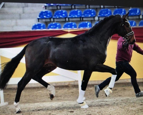 dressage horse Fürst Falihandro (Rhinelander, 2018, from Falihandro)