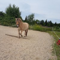 horse Halina (Fjord Horse, 2018, from Friso)