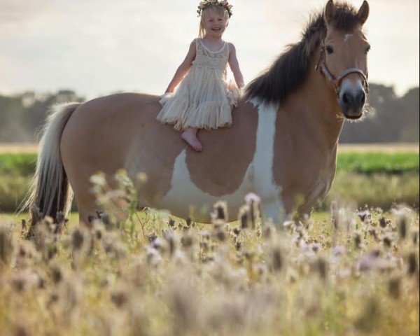 dressage horse Spirit 249 (Danish Warmblood, 2008)