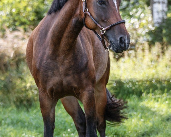 broodmare Grenzhoehes Indian Sunset (German Riding Pony, 2014, from Grenzhoehes Moustache)