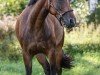 broodmare Grenzhoehes Indian Sunset (German Riding Pony, 2014, from Grenzhoehes Moustache)