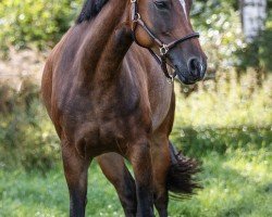 Zuchtstute Grenzhoehes Indian Sunset (Deutsches Reitpony, 2014, von Grenzhoehes Moustache)