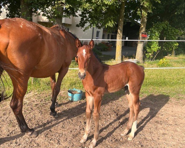 foal by Starisso vom Heimental (German Sport Horse, 2024, from Stakkato Gold)