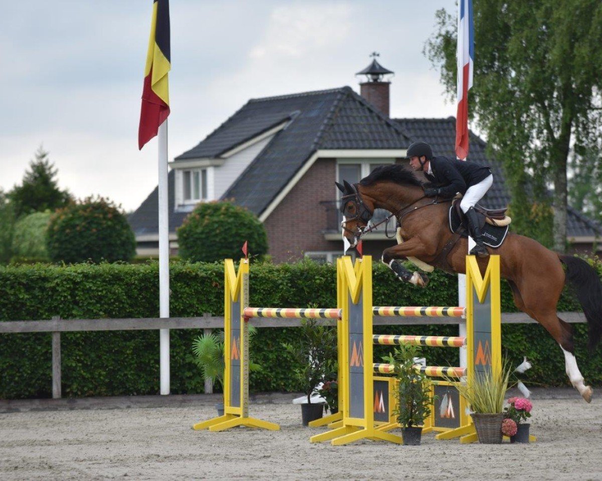 broodmare Idorette-TW (Holsteiner, 2016, from Constanzehof's Barcley)