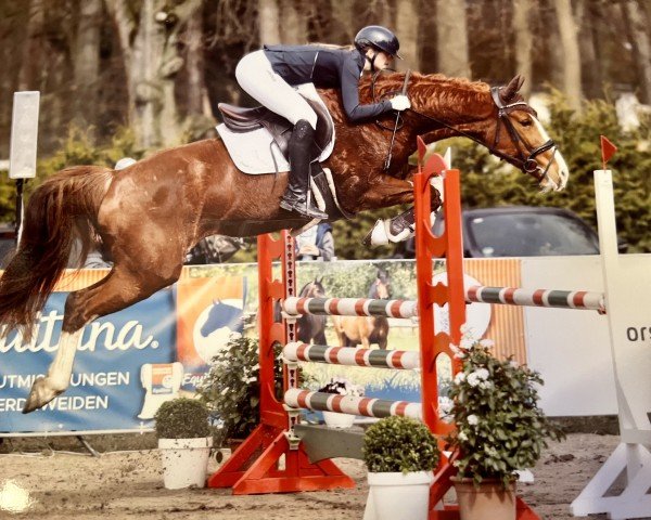 jumper Zeramina (Hanoverian, 2018, from Zambesi TN)