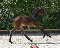 Fohlen von Herzrauschen (Trakehner, 2024, von Berlusconi)