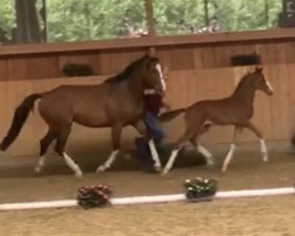 Springpferd Hengst von Chezarro / Barcley (Holsteiner, 2020, von Chezarro)