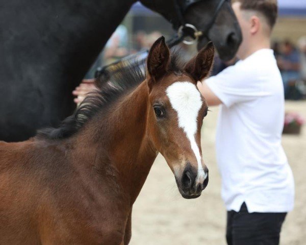 Springpferd Herzleuchten (Trakehner, 2022, von Berlusconi)