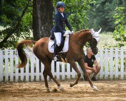 jumper Hayper ox (Arabian thoroughbred, 2018, from NW Haman ox)