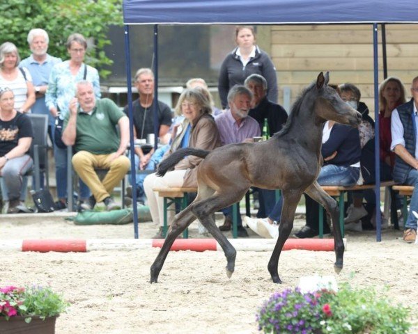 dressage horse Tayfur (Trakehner, 2022, from Grafenstolz)