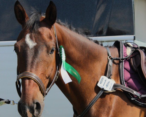 dressage horse Quästor 6 (German Sport Horse, 2019, from Quanta Costa 17)