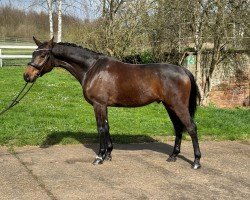 dressage horse Sam Sebastian (German Sport Horse, 2020, from So Unique)