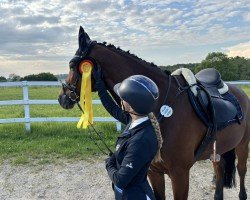 jumper Boris 228 (Belgian Warmblood, 2009)