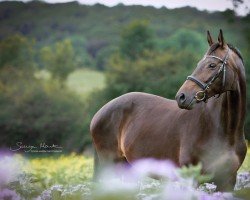 dressage horse Holly-Girl (Hanoverian, 2006, from Hofrat)