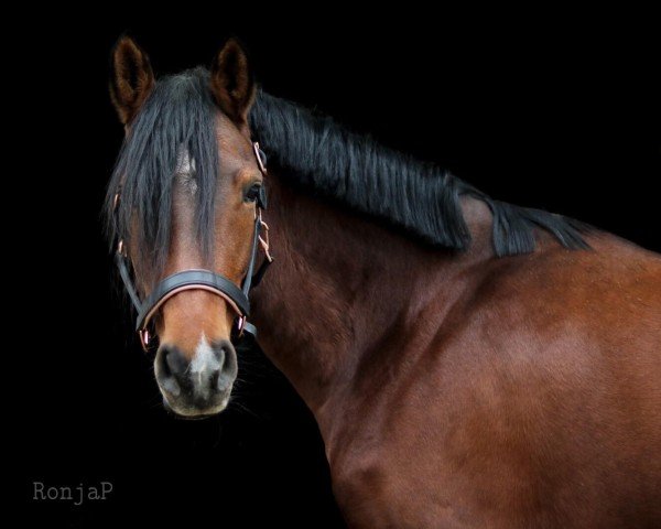 dressage horse Desperanca (German Riding Pony, 2015, from Dimensional)