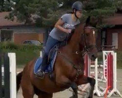 broodmare La Boom (Oldenburg show jumper, 2019, from Lord Pezi Junior)